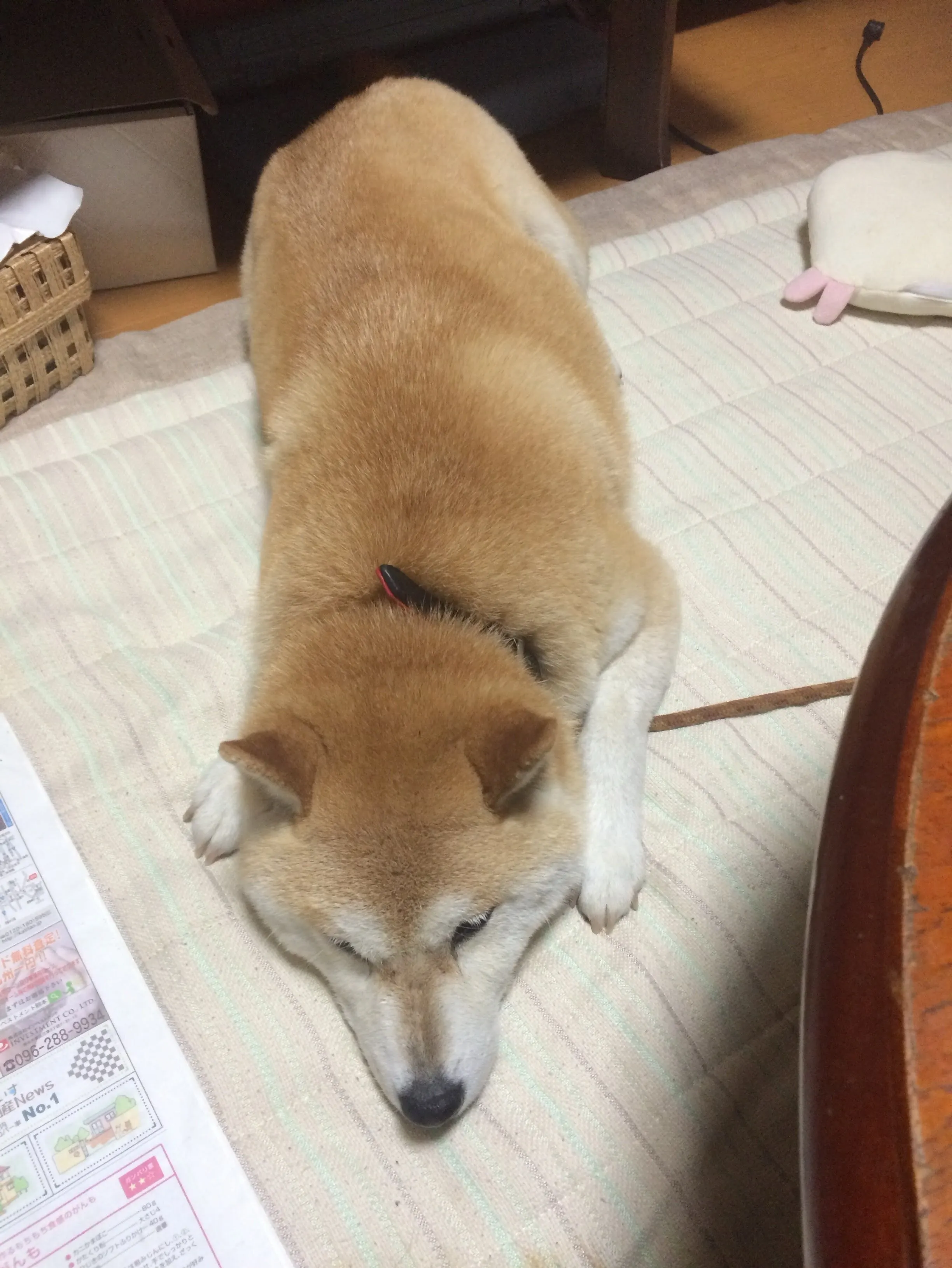 熊本2度目の大地震